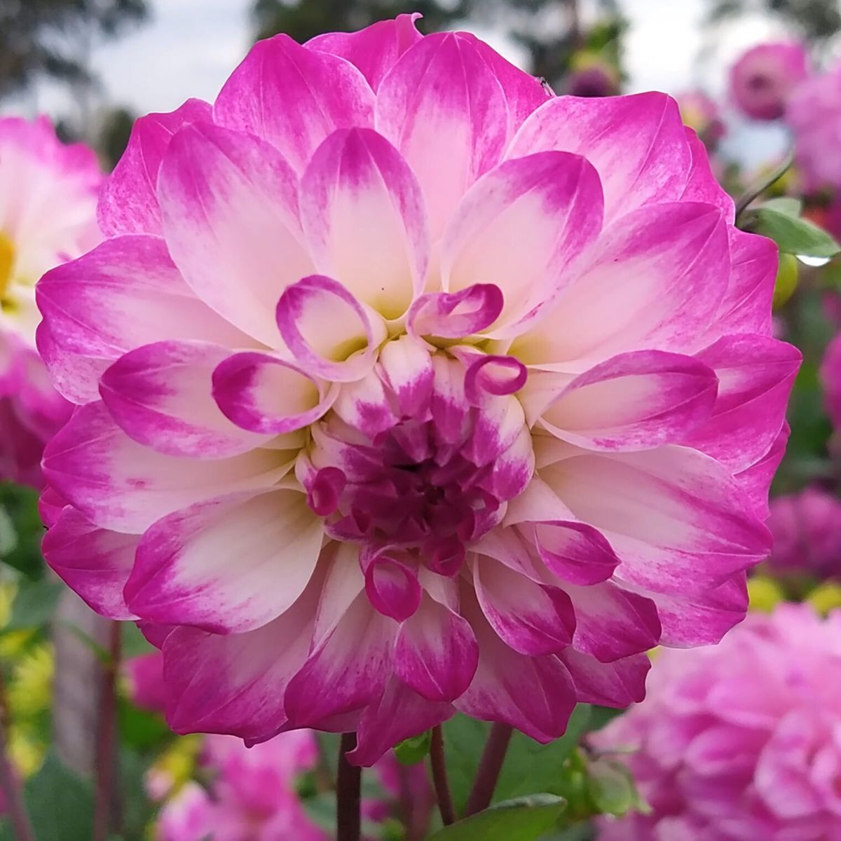 Dahlia- Violet (Tuber)